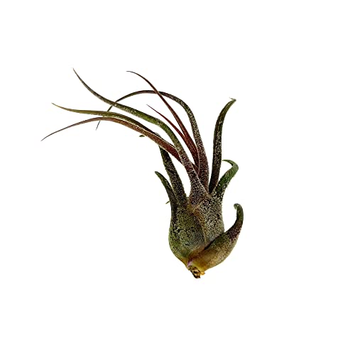 Air Plants Tillandsia Pruinosa
