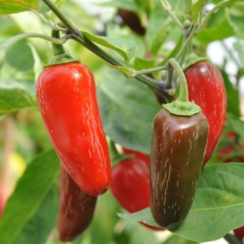 Serrano Pepper Plants Live (Serrano Pepper)