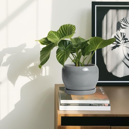 6 Inch Plant Pots