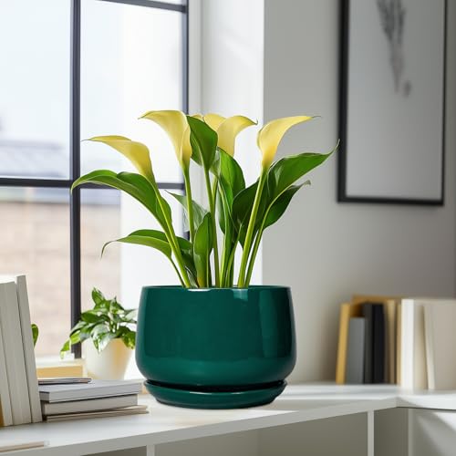 Ceramic Pots for Plants