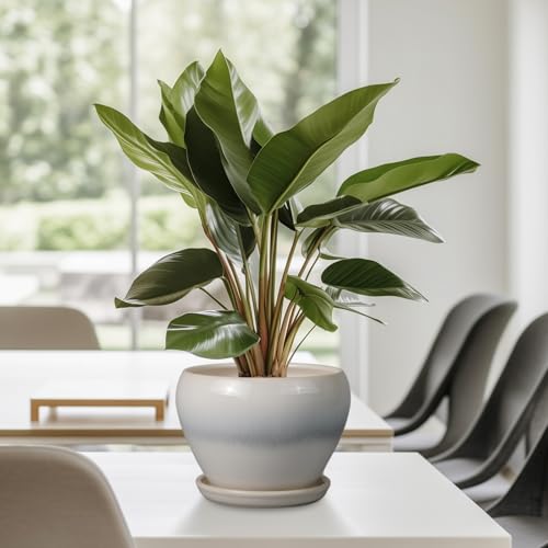 Planter Pot 6 Inch