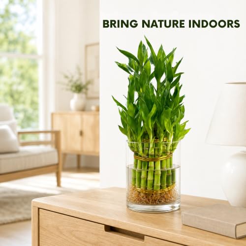 Lucky Bamboo Plant