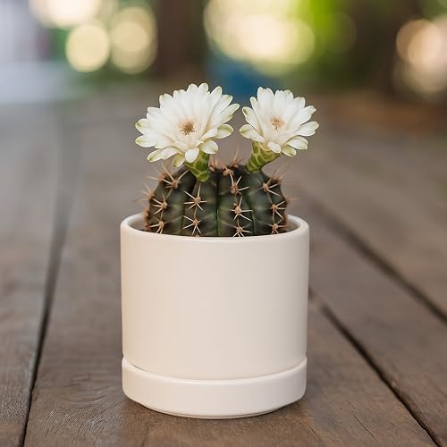 2 Pack Ceramic Pots with Saucers (2 Count)
