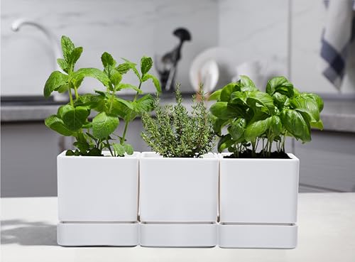 6 Pack Plastic Herb Planter Pots (6 Count)
