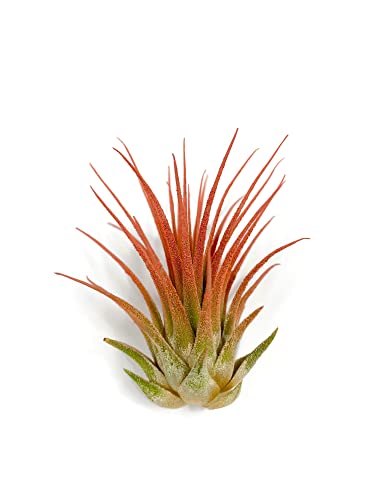 Ionantha Guatemala Tillandsia Air Plant