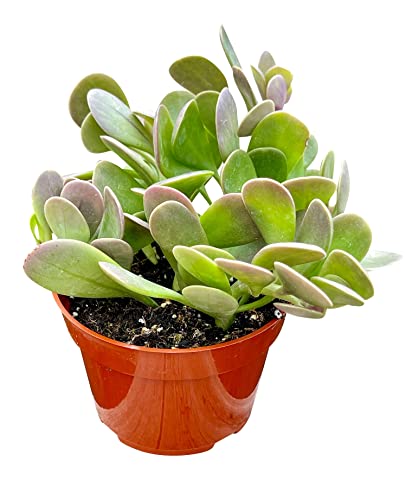 Live Succulent