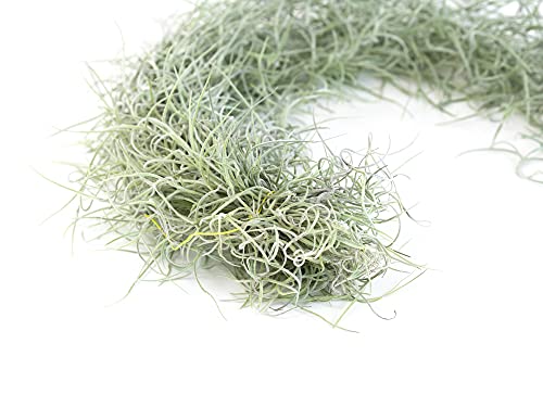 6 Pack Thick Colombian Spanish Moss Live Strands with Wire Hook