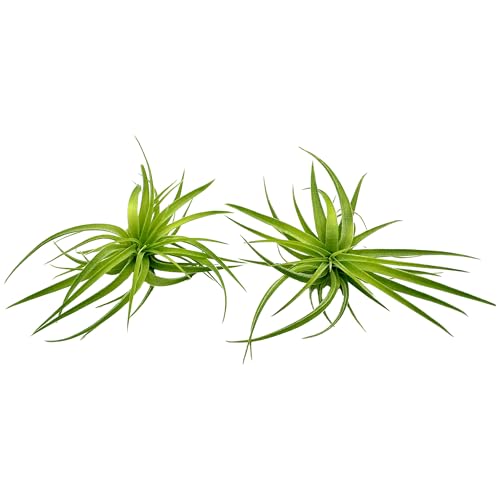 Live Air Plants (2 Count)