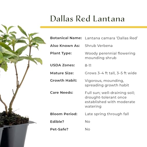 3 Dallas Red Lantana in 2.5” Nursery Cubes (3 Dallas Red Lantana)