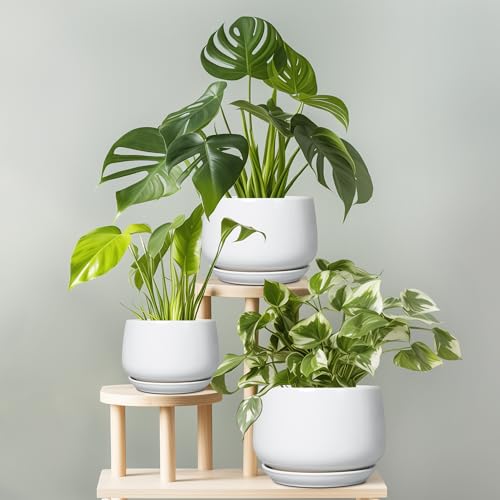 Ceramic Pots for Plants
