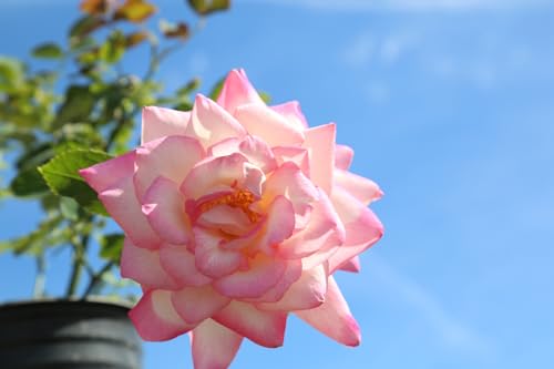 Heirloom Hybrid Tea Roses (My Caroline)
