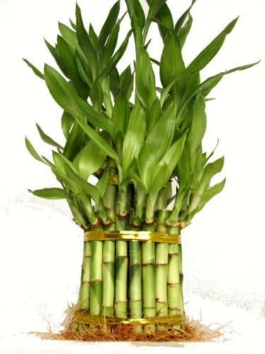 3 Tier Lucky Bamboo (38 Count)