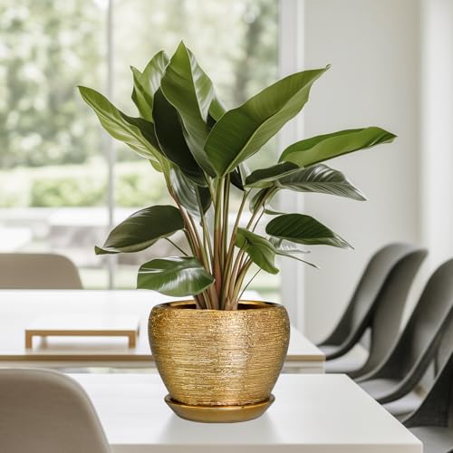Indoor Plant Pot 6 Inch