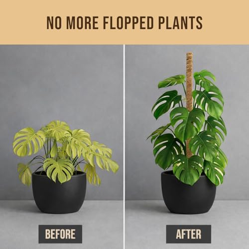 30" Moss Pole Monstera Plant Support (2-Pack (30 in))