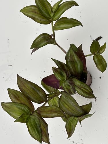 Live Wandering Jew Plant (5 Count)