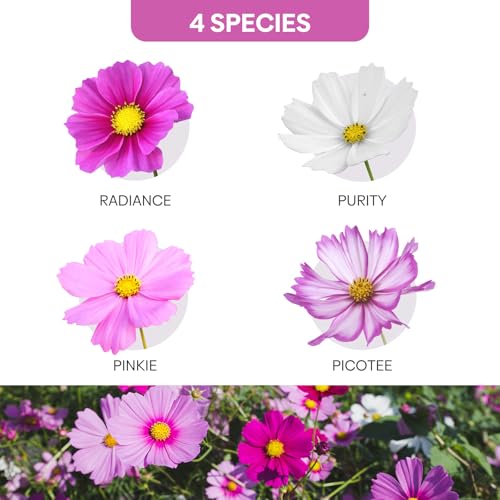 Cosmos Seeds Wildflower Mix 1 Oz