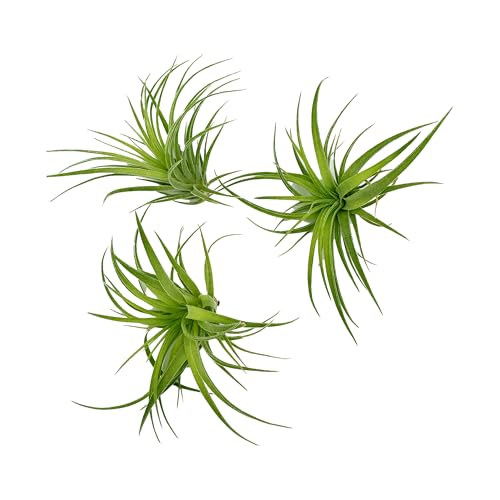 Live Air Plants (3 Count)