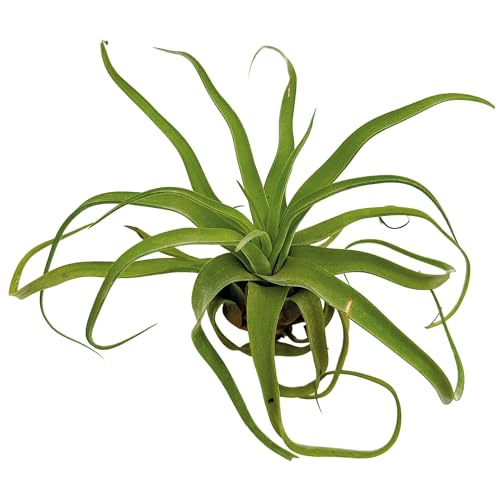 Live Air Plants (1 Pack / Jumbo)