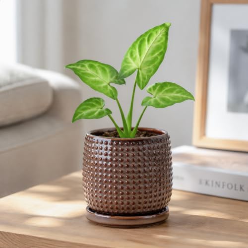 Beaded Ceramic Pot with Saucer (4.3 Inch / Stone Taupe)