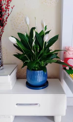 Ceramic Plant Saucer Tray 2 Pcs 12 Inch Blue (2 Count)