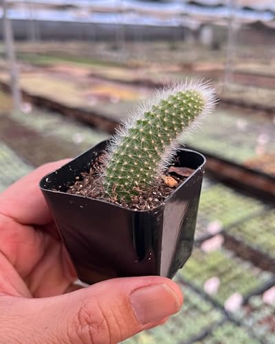 Rare Cactus Plants