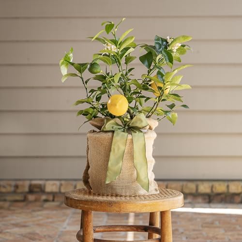 Meyer Lemon Tree Sympathy Gift (Medium / SYMPATHY GREEN)