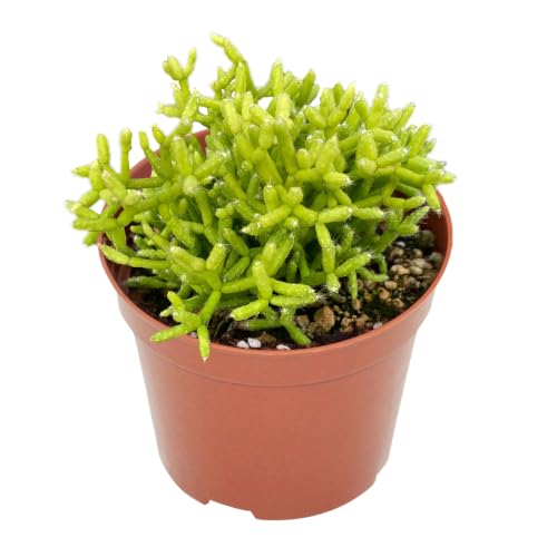4" Live Succulent Plants Dancing Bones Cactus ((Vivid green) Dancing Bones Cactus)