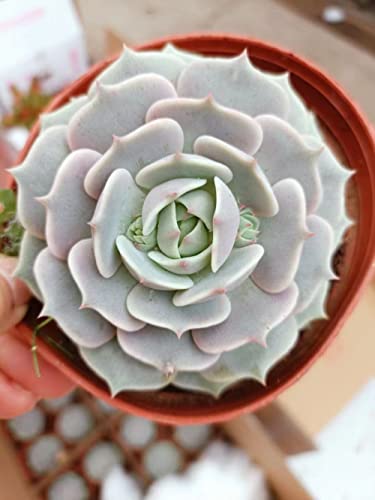 Echeveria Lola