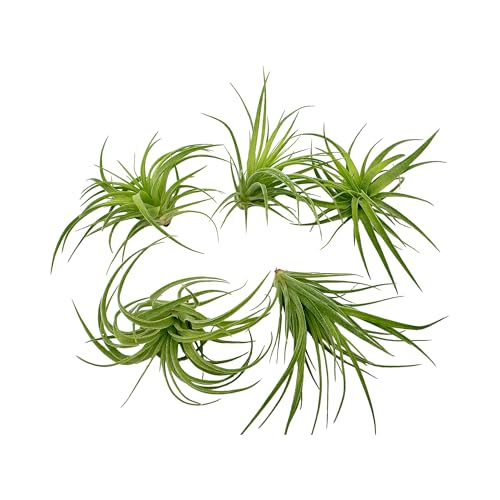 Live Air Plants (5 Count)