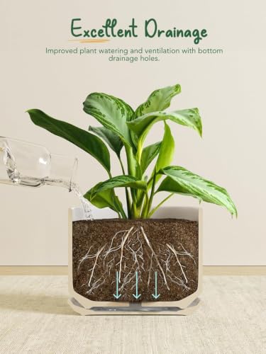 Ceramic Pots for Plants