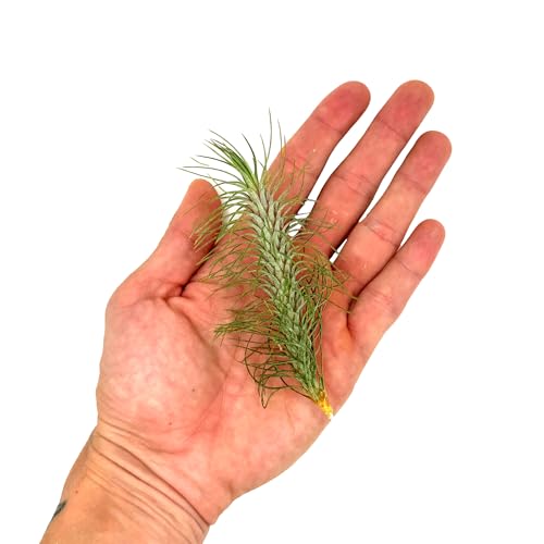 Air Plants Colombian Tillandsia Funckiana (3 Count)