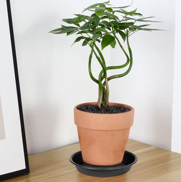 6 Pack 6 inch Plant Saucer Tray (6 Count)