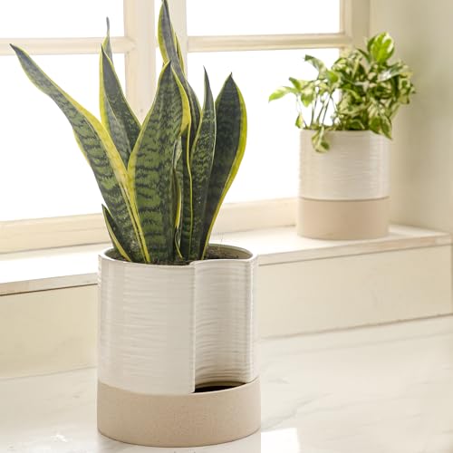 Ceramic Self Watering Plant Pot for Indoor Plants