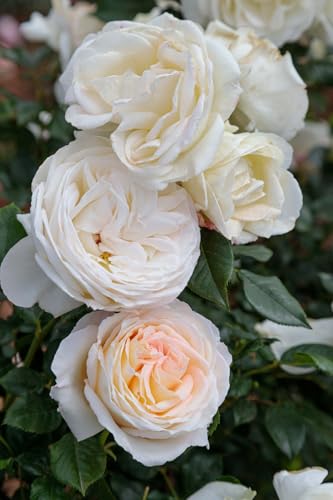Heirloom Hybrid Tea Roses (Top Cream)