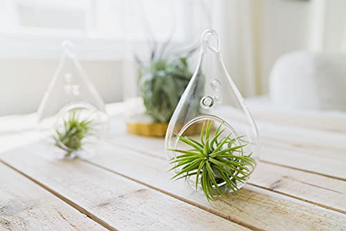 5 Pack of Classic Air Plants Variety (5 Count)