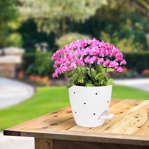 6 Inch Orchid Pots with Holes (2 Count)