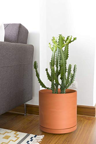 2 Pack Terracotta Plant Pots with Saucers (2 Count)
