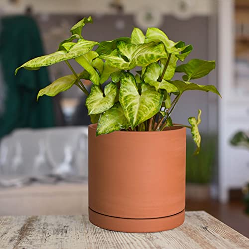 Terracotta Plant Pot with Saucer