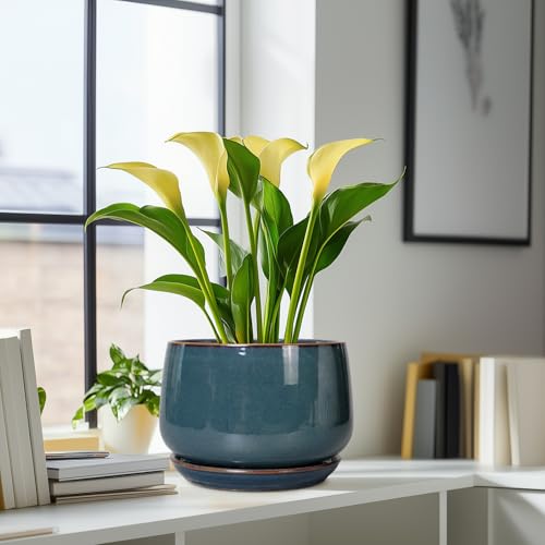 Ceramic Plant Pots