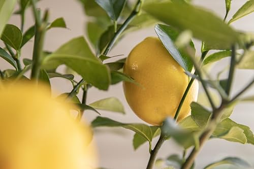 Meyer Lemon Gift Tree