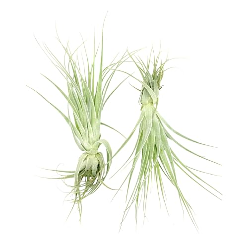 Live Air Plant (2 Count)