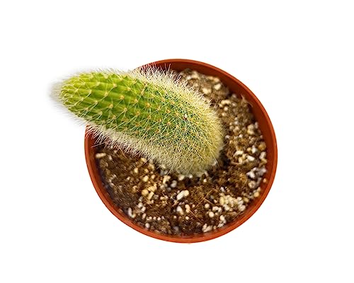 Monkey Tail Cactus (Monkey Tail Cactus)