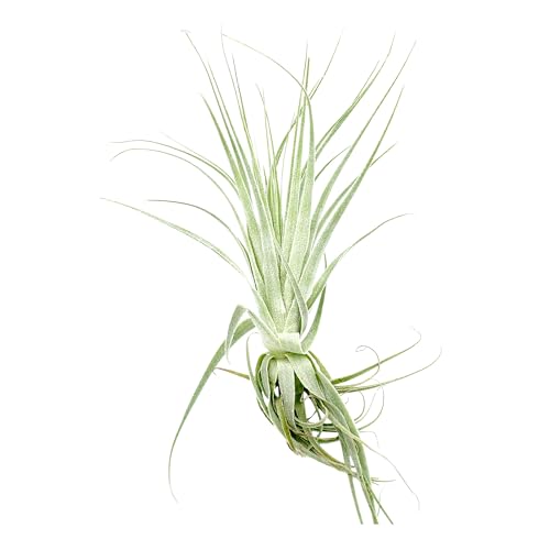 Live Air Plant