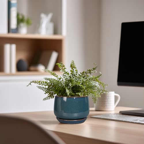Ceramic Pots for Plants