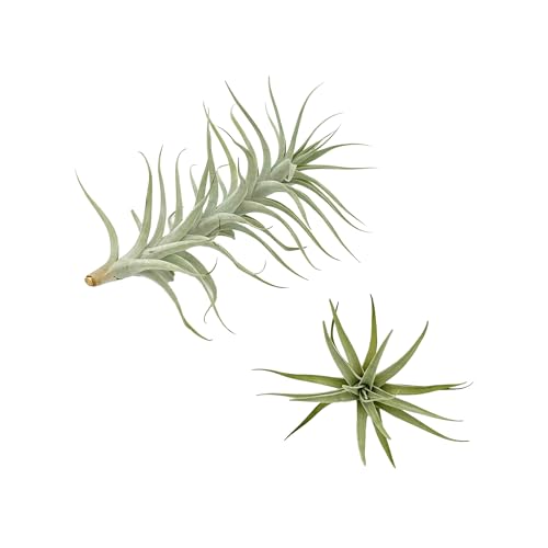 Live Air Plants