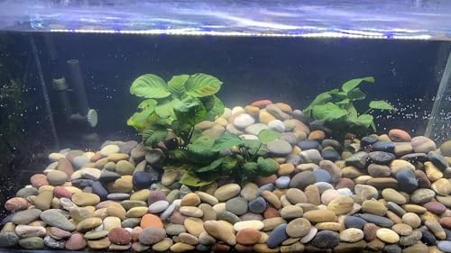 10 lbs River Rocks for Aquarium