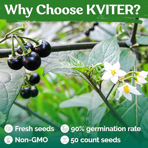 50 Black Nightshade Hierba Mora Heirloom Seeds