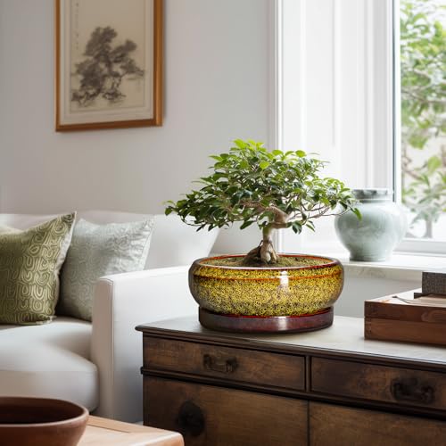 Bonsai Pots Ceramic (10 Inch / Leopard Yellow)