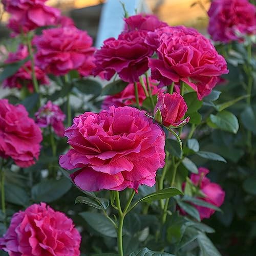 Heirloom Hybrid Tea Roses (Pretty Lady Rose)