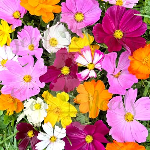Cosmos Seeds Original Crazy Mix 1.5 Ounce Heirloom Bulk Pack (7000 Count)